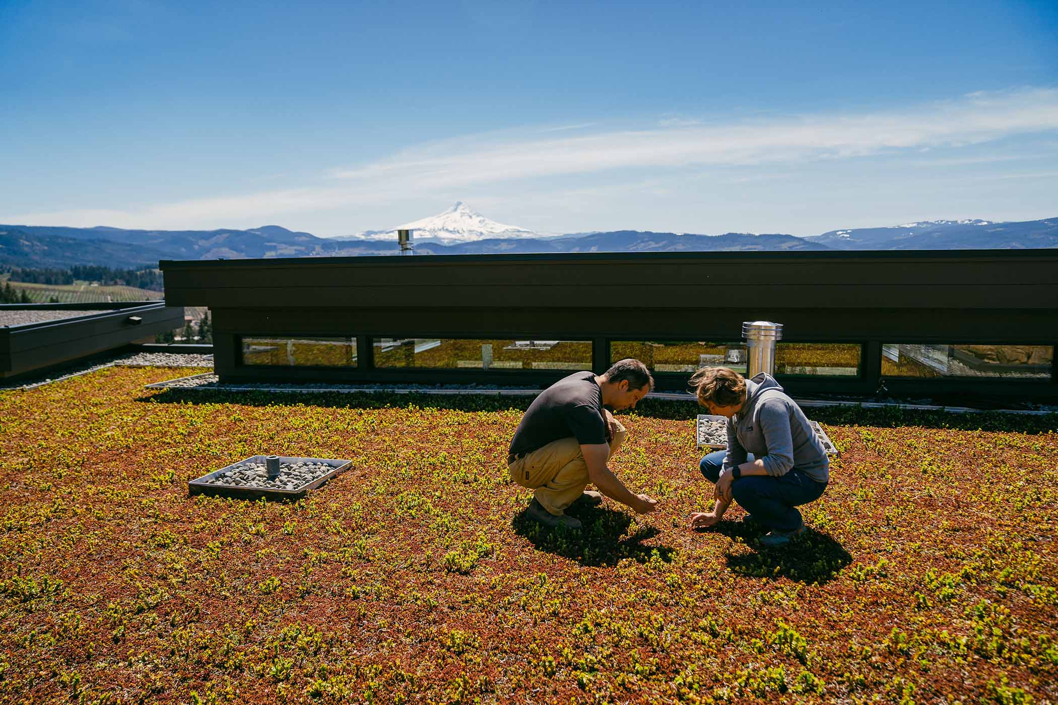oregon-sustainable-home-living-roof Oregon custom home sustainable living roof